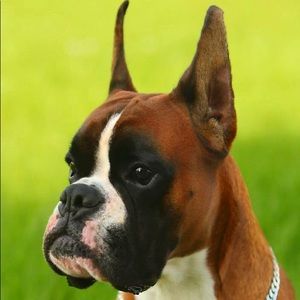 Meet your Posher, Vanja